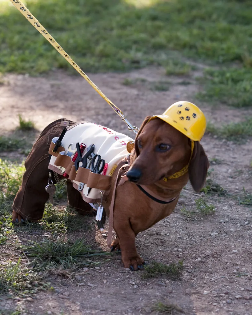 dog wearing tools 1