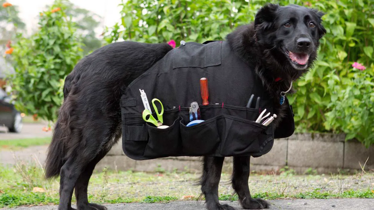 dog wearing tools 2