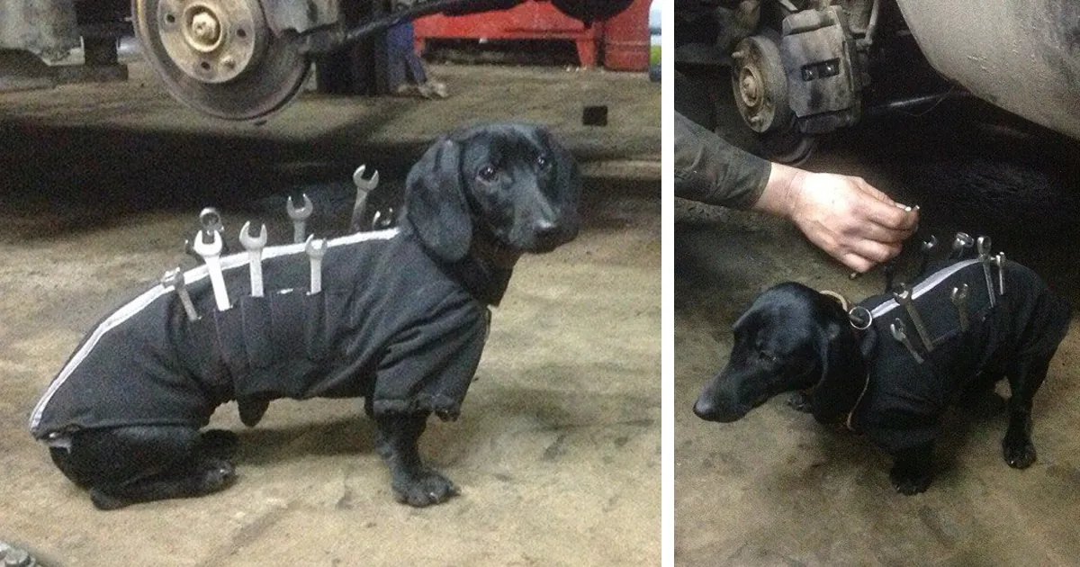 dog wearing tools 4